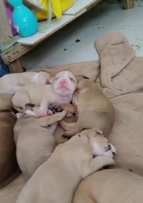 比特犬与其他狗种的完美搭配（探索比特犬与何种狗种相得益彰的奇妙之处）