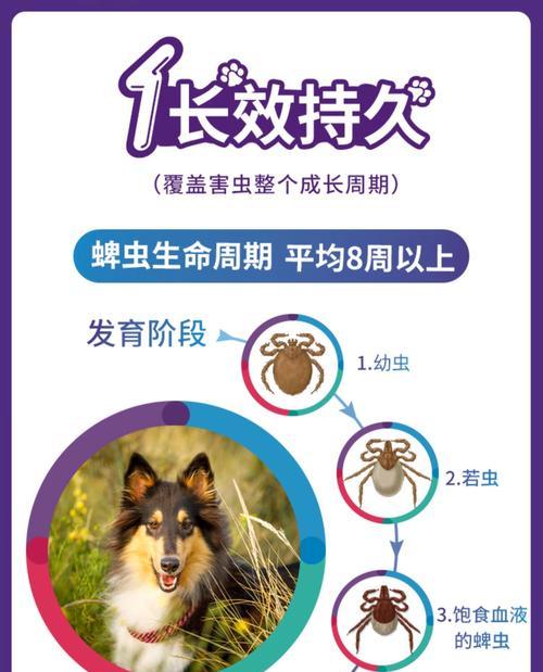 狗狗常用驱虫药大揭秘（为你的爱犬选择最适合的驱虫药品）