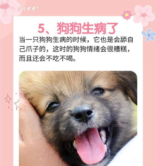 探讨狗狗白爪子的特征与意义（从外貌到遗传，白爪子的秘密揭秘）