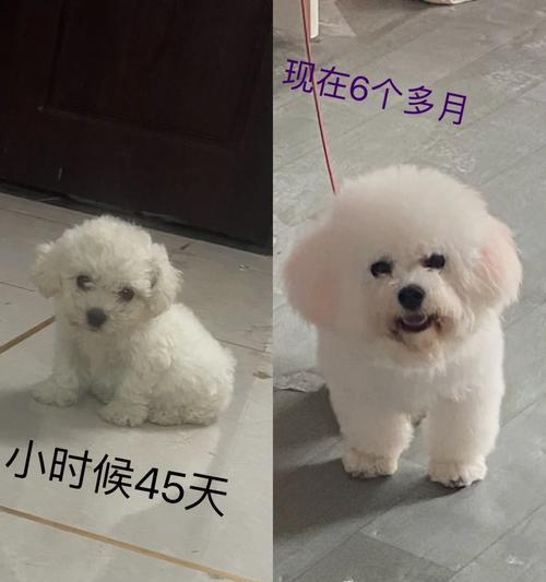 买狗必问问题大全（如何选择一只合适的狗狗？）
