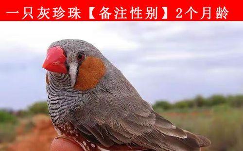 以何种鸟类为主题进行繁殖研究（选择鸟类繁殖研究的重要性与方法探讨）