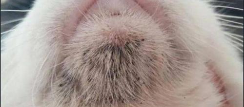 揭秘猫绦虫的形态奇特之处（探寻猫绦虫外貌特征及寄生方式的秘密）