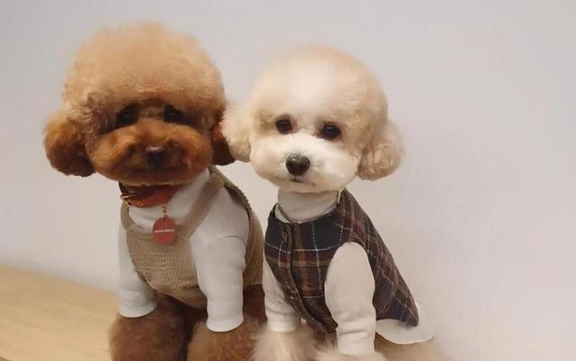 小型贵宾犬的理想狗粮选择（寻找适合你的贵宾犬的完美狗粮）