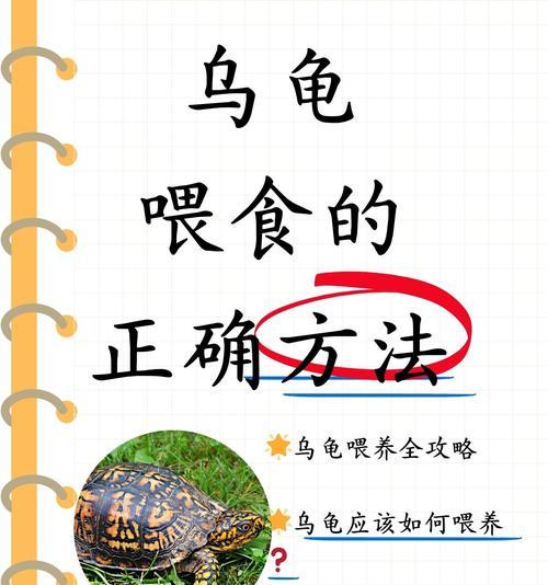 乌龟的饮食需求及适宜食物选择（了解乌龟的食性和营养需求，让它健康成长）