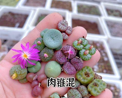 红嘴鸽（红嘴鸽——天然的绚丽画笔）