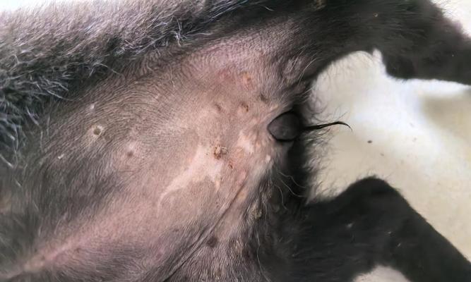 了解犬肠胃炎的常见症状及处理方法（探索犬肠胃炎的临床表现以及预防与治疗策略）