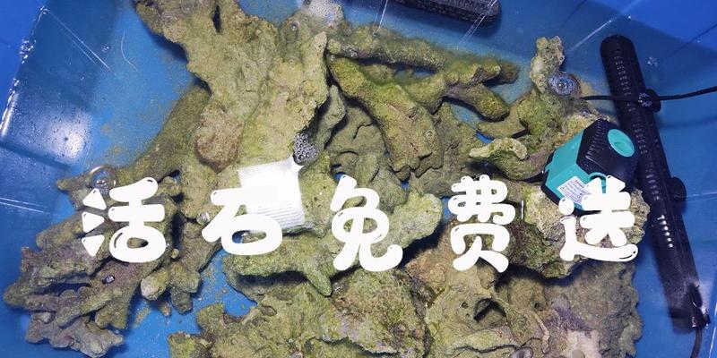 探秘活石在海缸中的重要意义（了解活石的定义、功用以及维护方法，打造完美海缸生态）