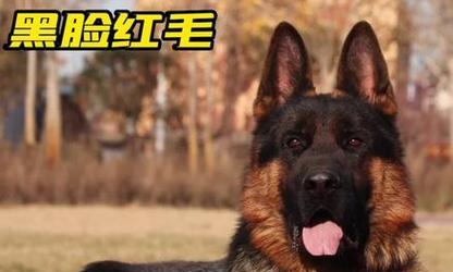 黑脸狗——一种独特的品种（探索黑脸狗的起源、特征和品质）