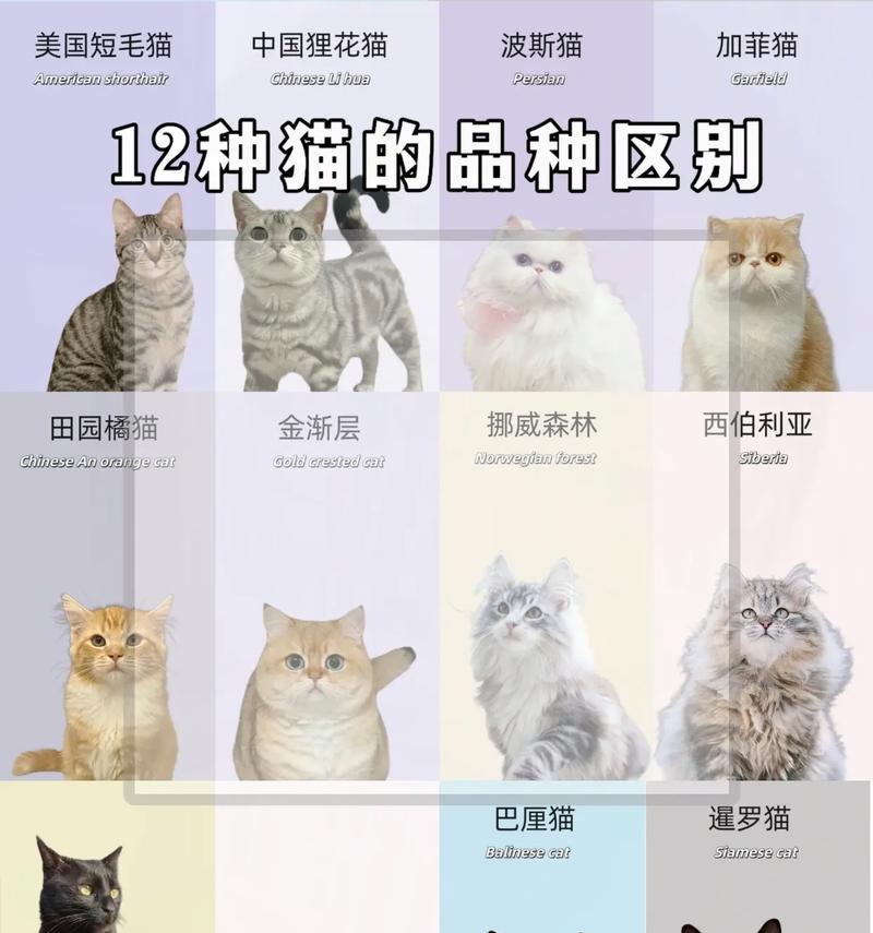 白加猫（探索白加猫的神秘魅力，了解其品种特点与护理要点）