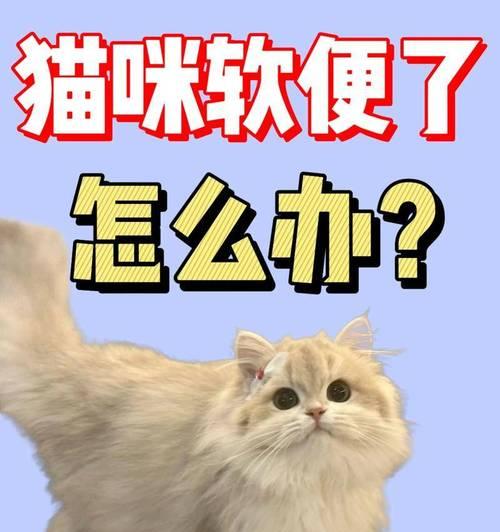 小猫的肠胃调理秘籍（以正确的饮食方式帮助小猫改善肠胃问题）