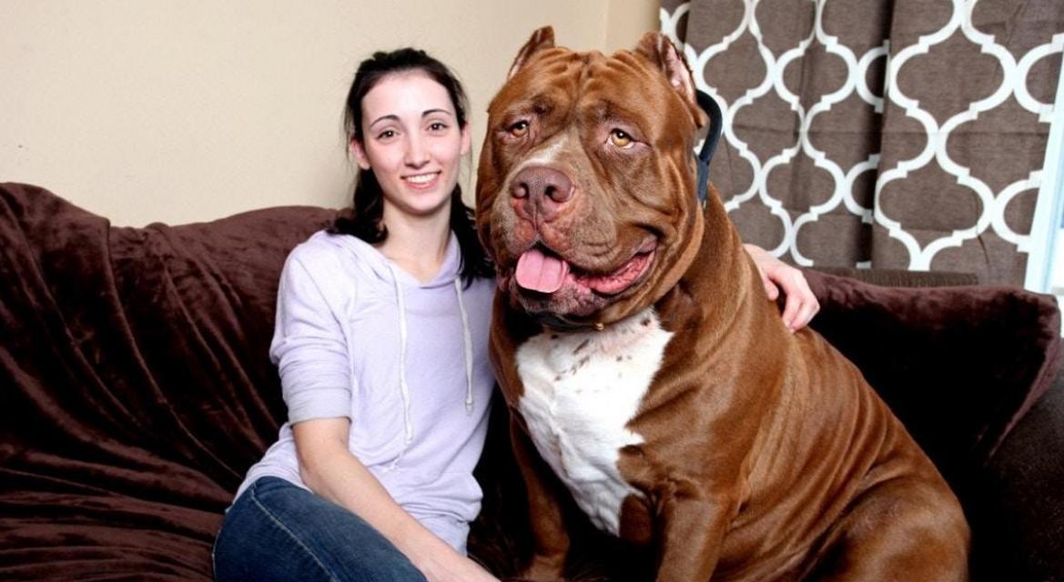美国常见犬种概览（探索美国多样化的犬种世界）