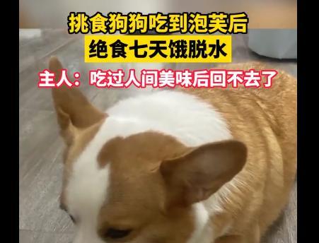 湿狗粮的重要性（湿狗粮对幼犬健康的影响及选择的关键因素）