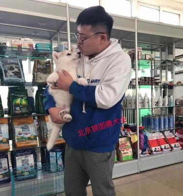 哈士奇犬瘟的治疗方法（探讨哈士奇犬瘟的药物治疗及预防措施）