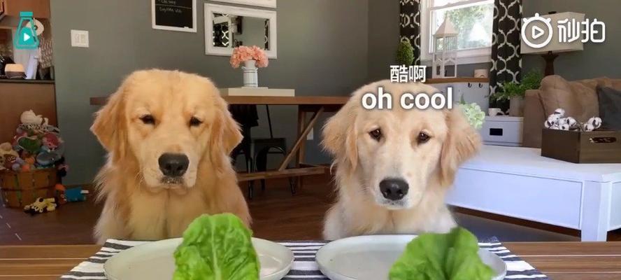 金毛犬的消化系统（了解金毛犬的消化需求，合理选择食物）