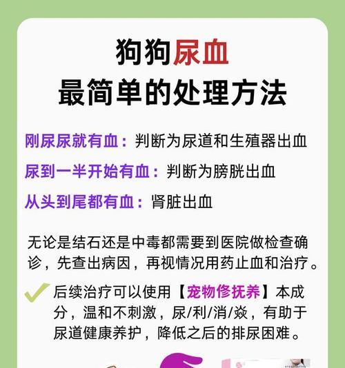 狗尿带血症状（狗尿带血的原因、症状和处理方法详解）