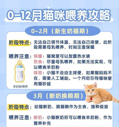 幼猫的饮食需求及合适食物选择（了解幼猫的饮食需要，让它们健康成长）