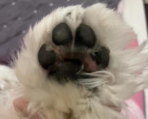 狗狗为什么喜欢咬我的脚？（探究狗狗咬脚行为的原因和解决方法）
