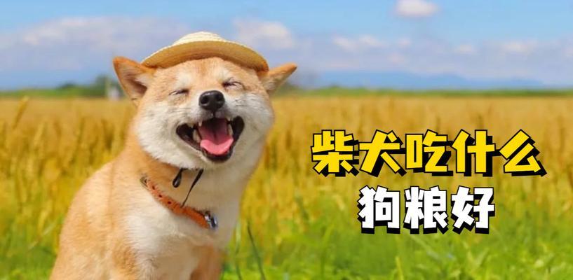 小狗狗的胃部保健，如何正确喂养（营养均衡，让小狗狗的胃更健康）