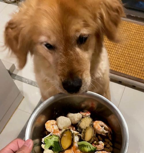 大金毛喂养指南（为你的大金毛提供健康饮食）