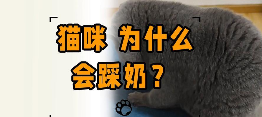 猫踩奶的奇妙表达方式（探究猫咪踩奶行为的原因与意义）