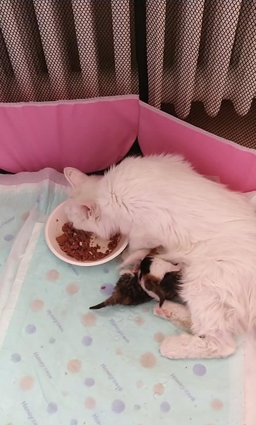 母猫为何喜欢把猫食盆打翻？（探究母猫哺乳期间打翻猫食盆的原因及解决方法）