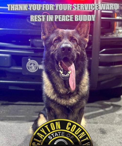 美国警犬阵容（揭秘美国警方最喜爱的警犬品种及其特点与用途）