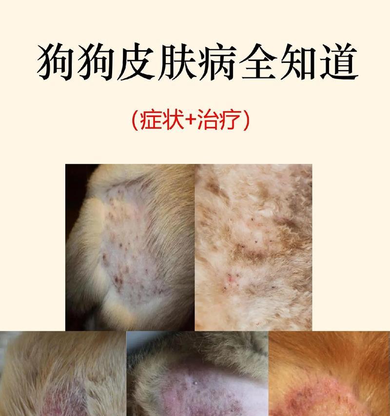狗狗红斑（探索狗狗红斑的种类、成因与治疗，为你的爱宠提供最佳护理）