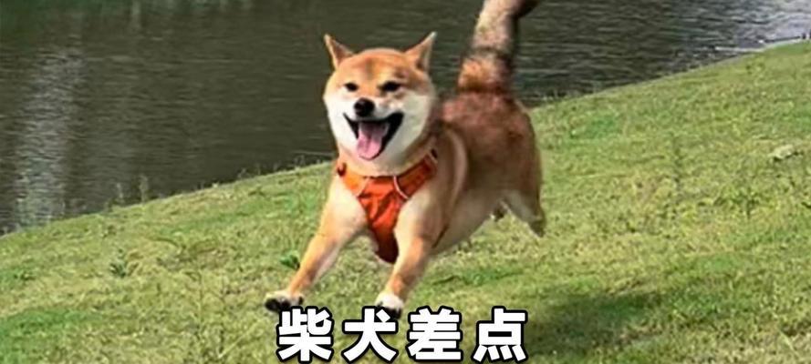 购买柴犬的注意事项（选择健康、培养方法与食品需谨慎选择）