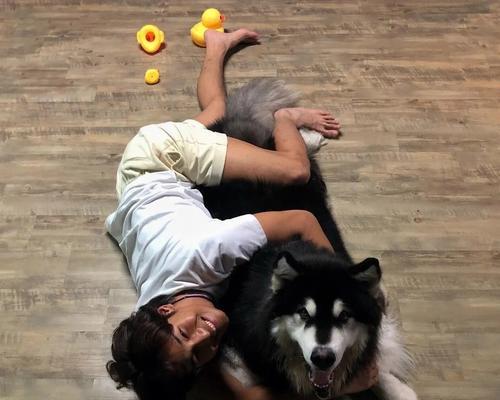 认识可爱的波什犬（了解波什犬的特点、饲养和训练技巧）