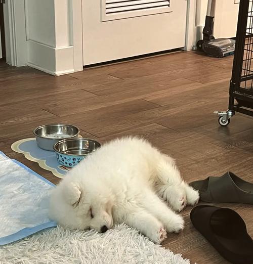 萨摩幼犬为何以喝水为主（探索萨摩幼犬对水的偏爱和需求）