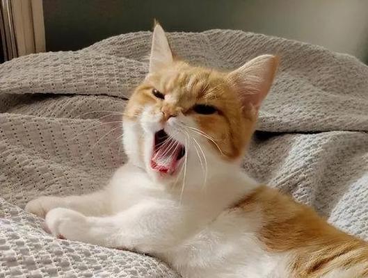 猫为何喜欢用尾巴打人（探究猫咪尾巴打人的原因及解决方法）