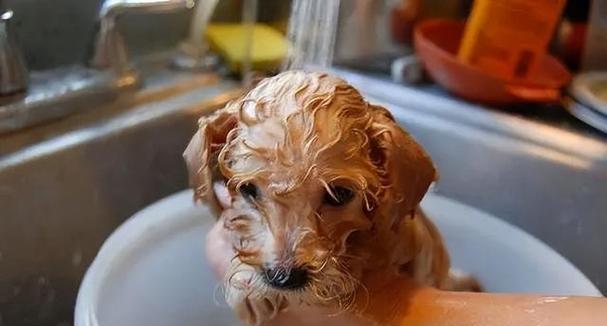 泰迪犬孕妇饮食禁忌与预防流产（宠物犬孕妇饮食注意事项及流产预防措施）
