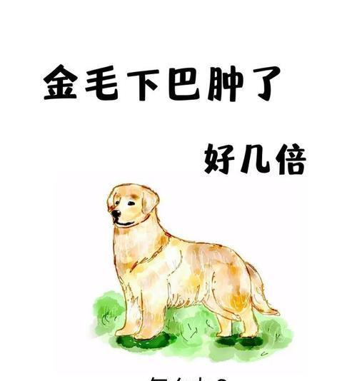 金毛为什么不会叫？（探究金毛不会叫的原因及其特性）
