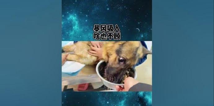 以德牧吃什么可以长骨架？（探索以德牧饮食，帮助狗狗健康成长）