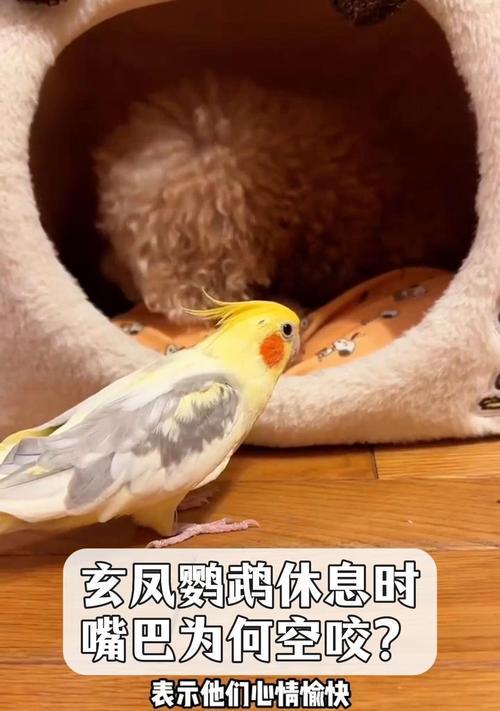 鹦鹉咬人的原因及应对方法（了解为何鹦鹉会咬人，以及如何预防和处理这一问题）