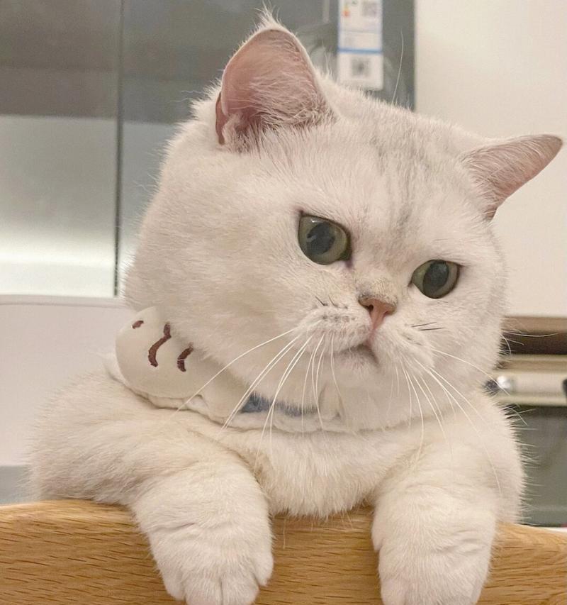 小猫的日常营养补充（宠物小猫健康成长的关键）