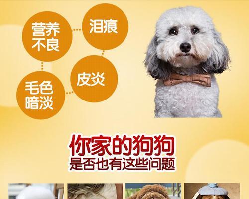泰迪犬不能吃的蔬菜大揭秘！（让你一次了解泰迪犬饮食禁忌，守护它的健康！）