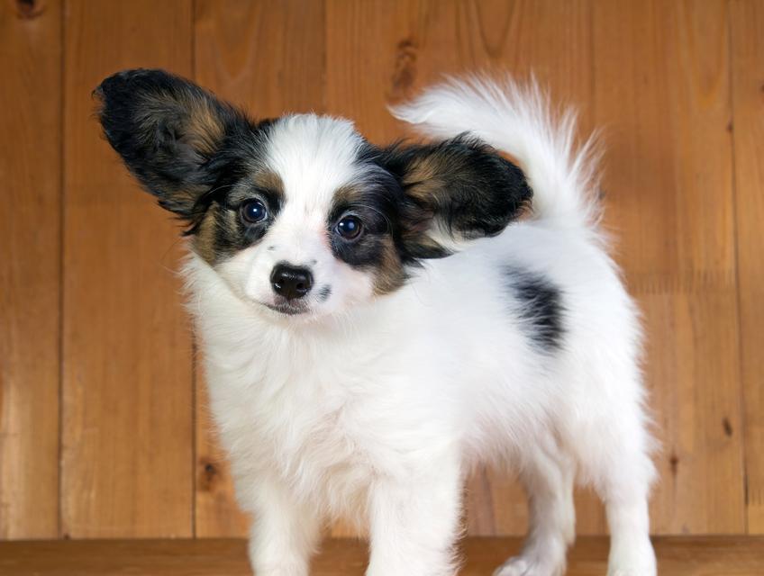 小蝴蝶犬幼犬的成长之旅（探秘蝴蝶犬幼犬的外貌与特点）