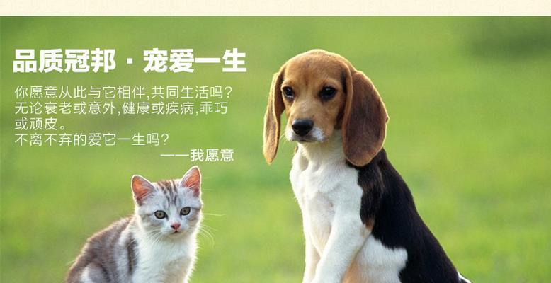 为什么以贵宾不适合打萨摩犬？（贵宾狗与萨摩犬的不兼容性及原因解析）