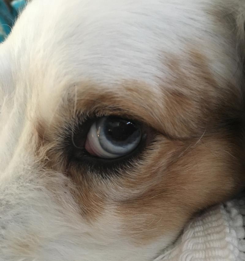 宠物狗眼睛上火的原因及治疗方法（探究宠物狗眼睛上火的症状和预防措施）