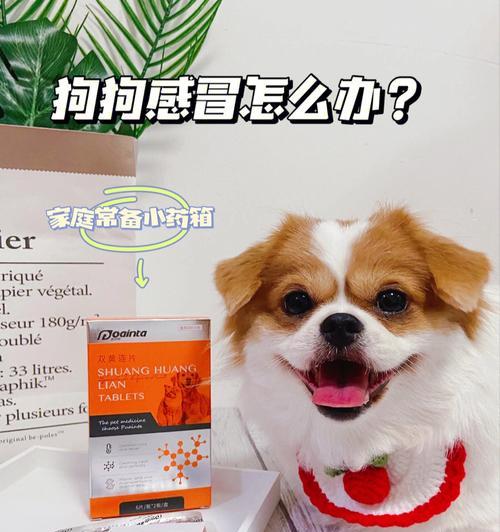 狗狗感冒鼻塞急救方法大揭秘！（药物治疗与综合疗法，帮助你的宠物快速康复。）