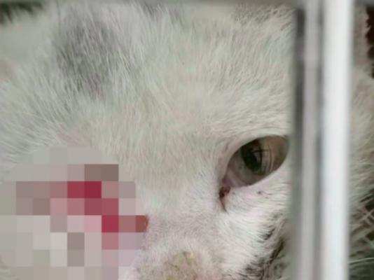 猫的大小便失禁问题探究（了解猫咪大小便失禁的原因与处理方法）