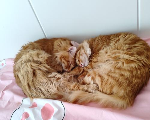 为猫咪选择合适的饮水方式（科学喂养水源，让猫咪保持健康）