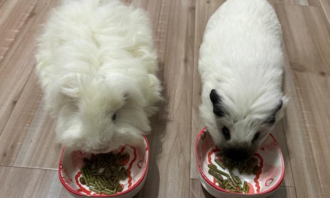 荷兰猪的饮食习惯与营养需求（没有食物的荷兰猪如何满足饥饿感？）