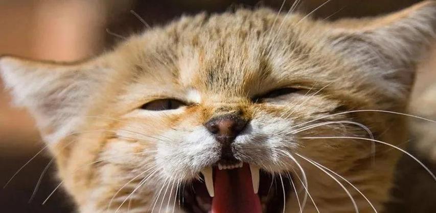 母猫为什么会在地下打滚？（探究母猫打滚行为的原因及意义）