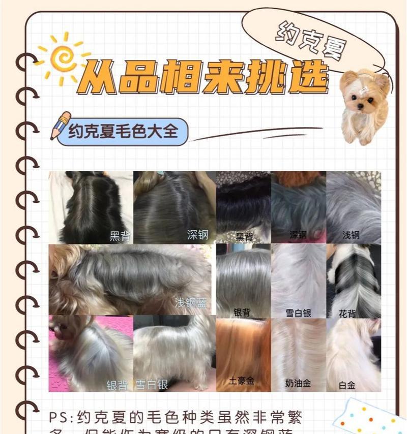 约克夏梗犬的饮食需求与建议（保证约克夏梗犬健康饮食的关键）