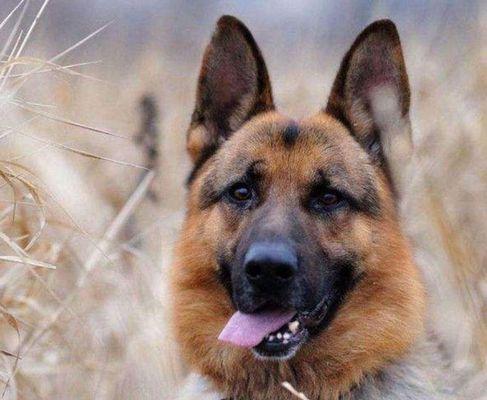 世界上最受欢迎的警犬品种及其特点（挑战、忠诚与效能——警犬的不同品种及其在全球的运用）