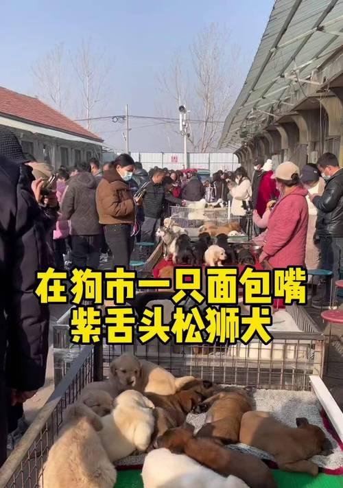 探寻松狮舌头的神秘色彩（揭开松狮舌头颜色的秘密）