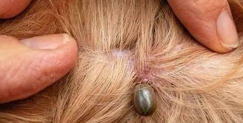 狗狗身上的蜱虫（揭秘狗狗与蜱虫的亲密关系，了解如何保护你的爱宠）
