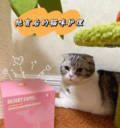 猫咪绝育后的饮食指南（科学饮食助猫咪绝育后健康成长）